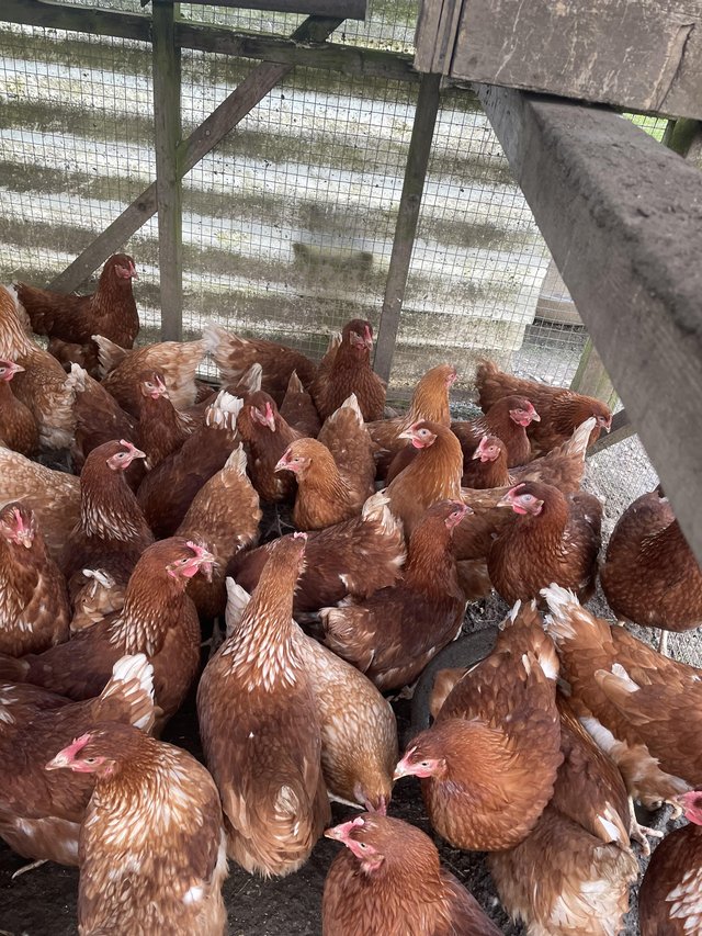 Preview of the first image of Chickens point of lay ‘warrens’ 18 weeks old £20 each.
