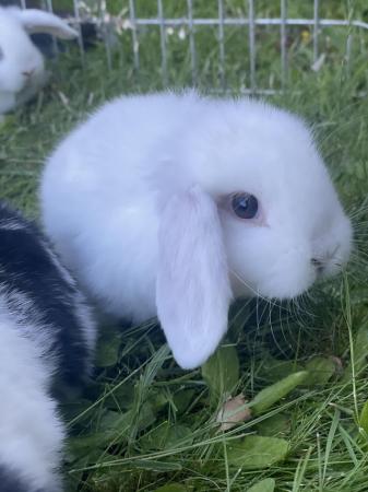 Image 12 of Mini lop rabbits ready now