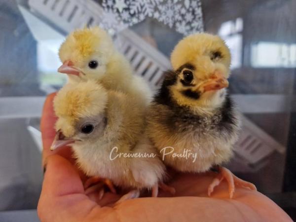 Image 2 of Selection of pure breed chicks bantam and large fowl