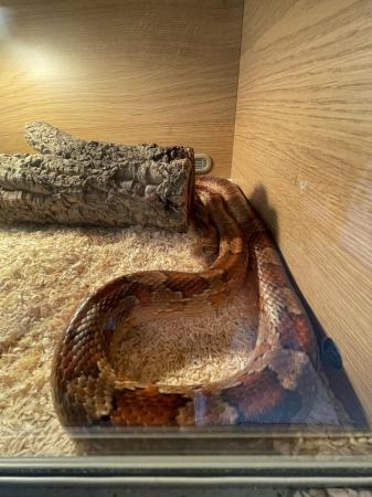 Image 4 of 5 Year old Corn snake and Full Viv set up.