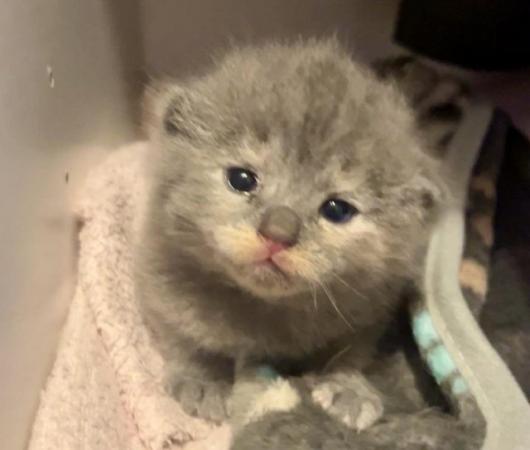 Image 3 of Adorable Dollface Persian X Kittens