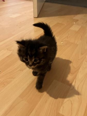 Image 3 of kitten for sale in wigan
