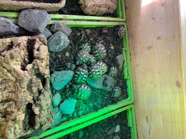 Image 5 of Hatchling Hermann's tortoises