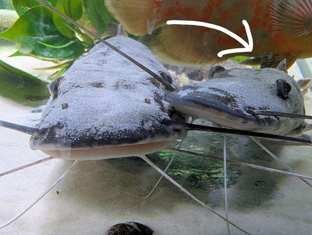 Tiger Shovelnose Catfish — photo 4 of 4