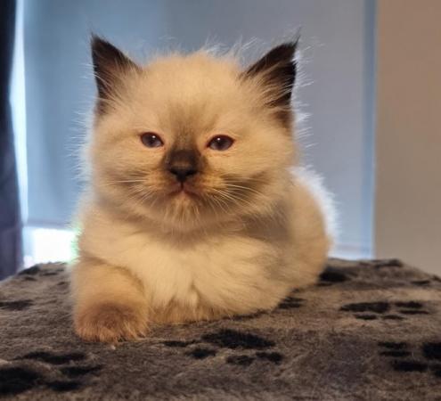 Image 3 of Pure ragdoll kittens for sale