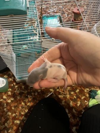 Image 5 of Not ready to leave till June Surprise litter fancy rats