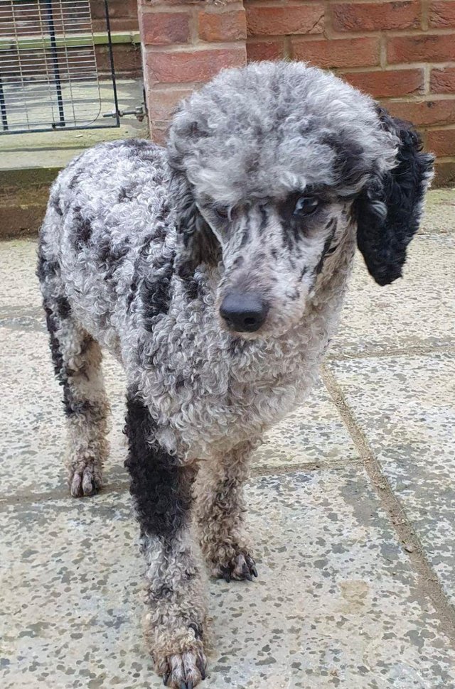 Preview of the first image of Merle MINIATURE poodle stud health tested.