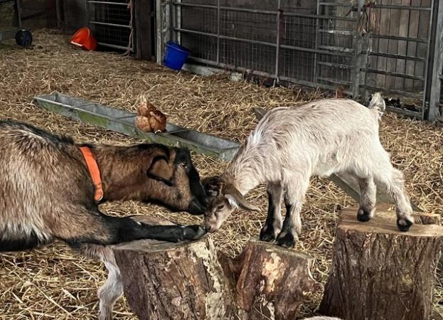Image 8 of SOLD. More in 2025 Mini Nubians! Great smallholder goat