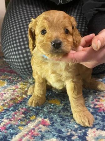 Poodle puppies for sale in Birmingham, West Midlands – 1 year old - Image 6 of 12