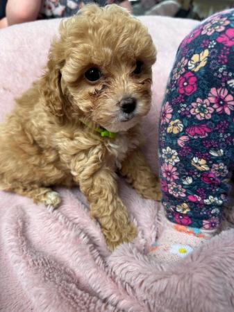 Image 9 of Stunning Red Maltipoo Puppies - ready today!
