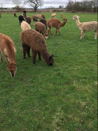 Image 1 of 5 weanling alpaca boys ready for new homes