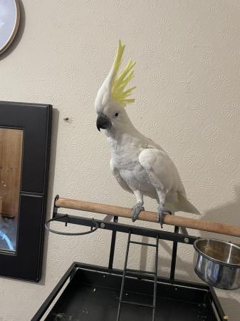 Image 1 of Cockatoo ( YELLOW CRESTED)