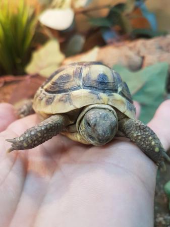 Image 3 of baby Hermanns tortoise at animaltastic