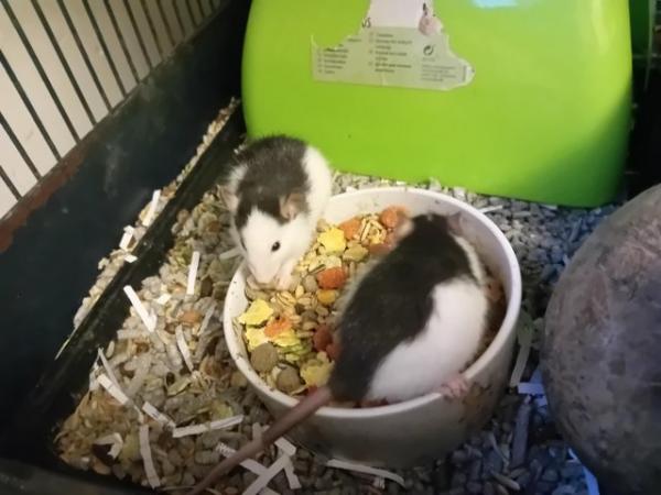 Image 5 of Baby Male Rats Looking for Loving Homes