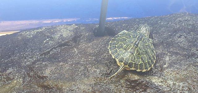 Image 6 of Turtles for Sale at both of our stores