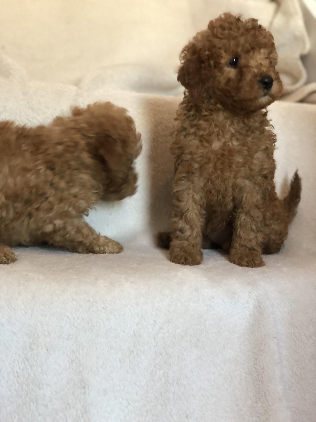 Preview of the first image of toy poodle puppy’s ready now!!.
