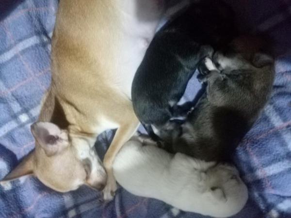 Image 5 of very small chihuahua pups for sale