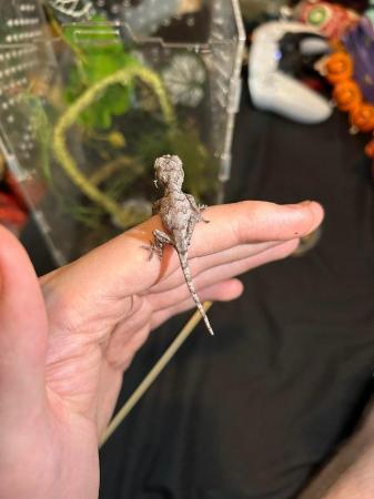 Image 4 of Gargoyle Gecko baby for sale…..
