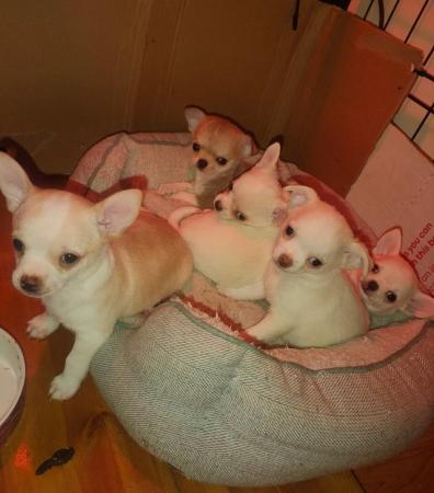 Image 5 of Xxs Chihuahua Puppies - Porthmadog