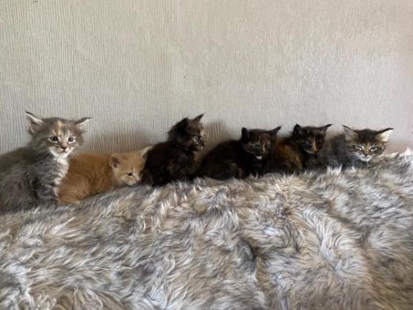 Image 5 of Maine Coon Kittens. GCCF registered