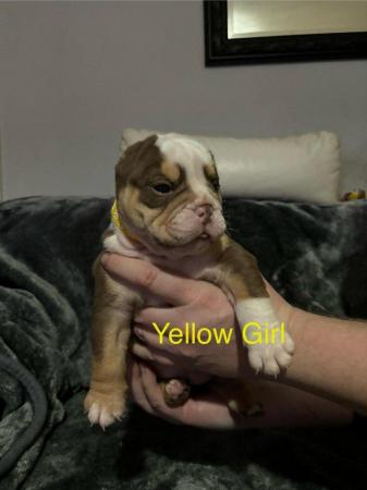 Image 2 of Chunky English Bulldog Puppies