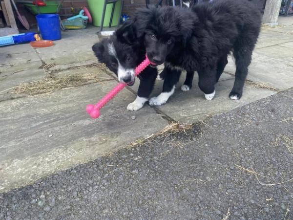 Image 12 of A lovely litter of collie puppies****one Left****