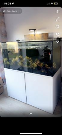 Image 3 of 400l abyss fish tank full setup