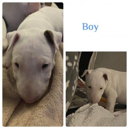 Image 7 of KC Registered English Bull Terrier puppies