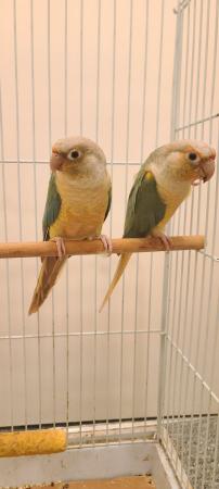 Image 2 of 1 year old pair of Conures Beautiful color.