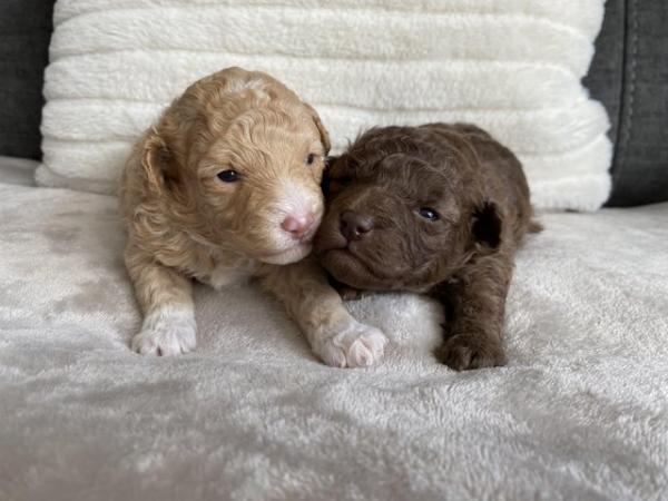 Image 2 of Gorgeous Coloured Toy Poodle Puppies For Sale