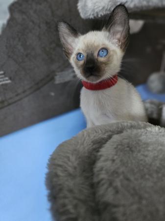 Image 24 of Exceptionally beautiful and silky soft GCCF siamese kittens