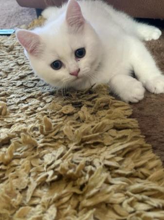 Image 11 of 1 Persian x kitten, white short haired boy, ready now,