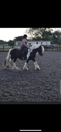 Image 1 of Seeking new home. - companion only 14.2hh 14 years mate