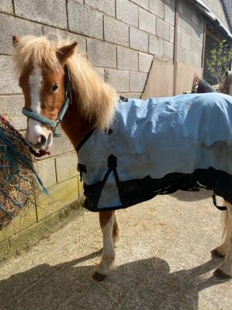 Image 30 of Pair of Cute Dartmoor Hill Ponies Future Kids Lead Reins.
