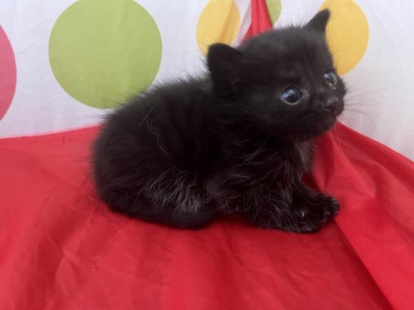 Image 5 of Beautiful Kittens for sale
