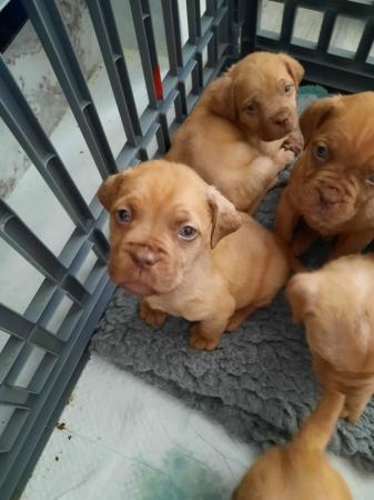 Image 4 of Dogue de Bordeaux puppies