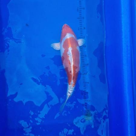 Image 13 of Koi carp from 45cm to 80cm need new home