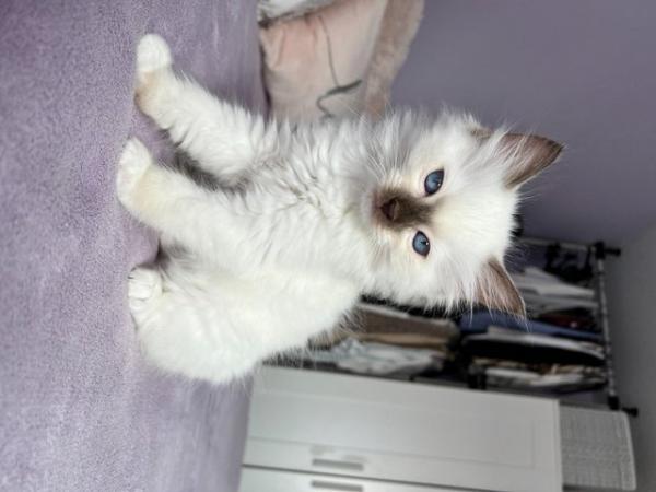 Image 3 of Rare Chocolate Mitted Pure Ragdoll male boy kitten Ready