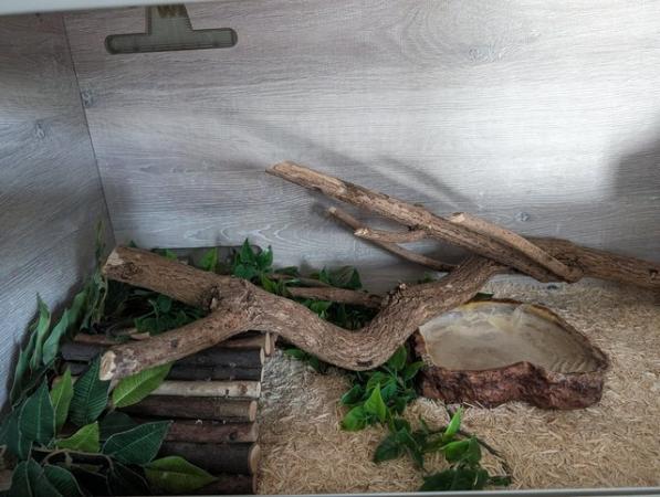Image 2 of 3 year old Blue Eyed Lucy Royal Python with set-up