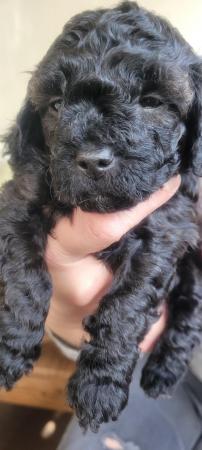 Image 9 of F1b shihpoo puppies 4 weeks old