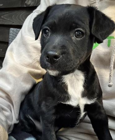 Image 11 of Patterdale Puppies for sale