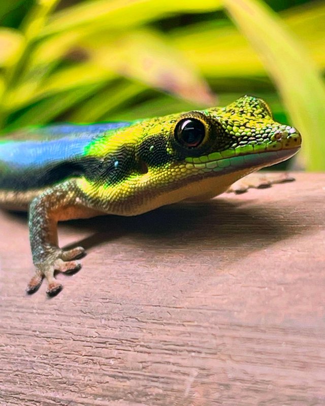 Preview of the first image of PHELSUMA KLEMMERI NEON DAY GECKOS.