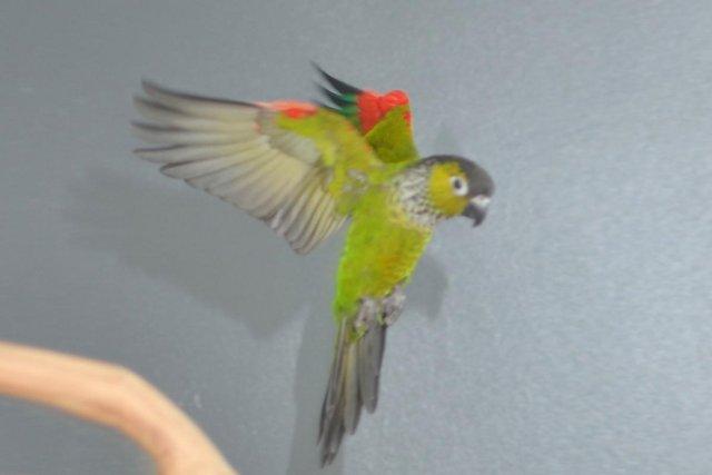 Image 6 of Baby Black capped Conure one of the most colorful,19