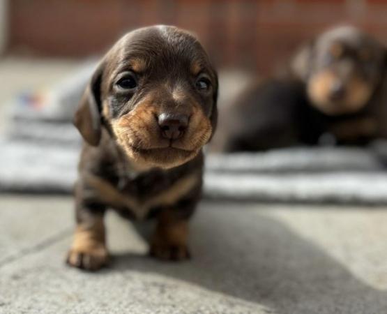 Image 1 of Quality Chocolate miniature dachshund puppies