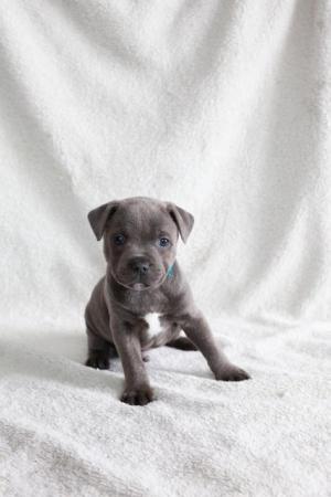 Image 22 of beautiful champion blue Staffordshire bull terrier puppies