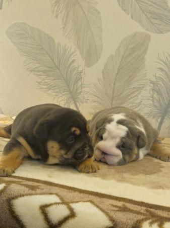 Image 9 of English Bulldog Puppies, Blue & Tan, Blue & White For Sale