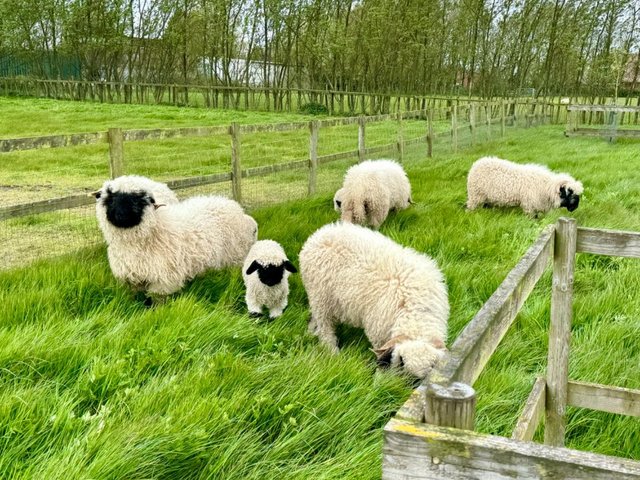 Preview of the first image of Valais Blacknose sheep for sale.
