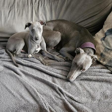 Image 4 of 8 week old KC pedigree whippet puppies