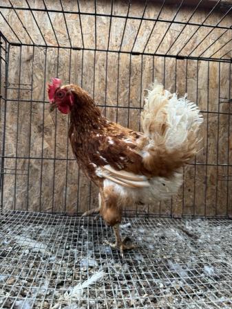 Image 3 of LOHMANN BROWN POINT OF LAY HENS