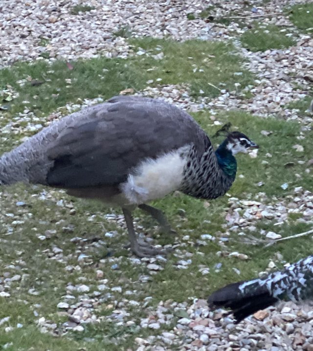 Preview of the first image of Peahens / Peacocks - Indian blue, pied, black shoulder.